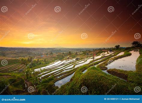 Beautiful Sunrise at Bali Rice Terraces during Sunrise. Rice Fields of ...