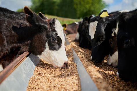 Lutter contre le réchauffement climatique en arrêtant de manger du bœuf