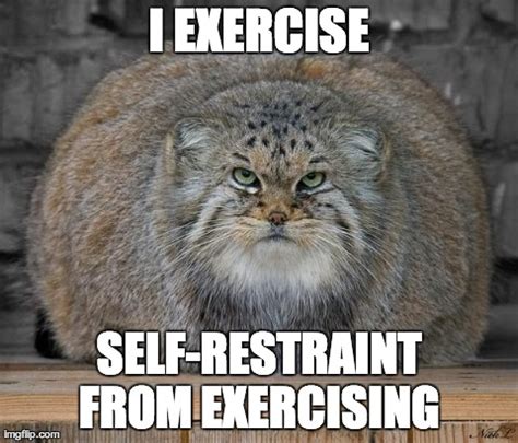 Fat Animal Memes