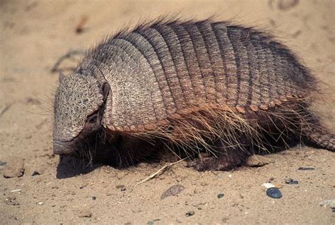 blogbipeds: ARMADILLOS CAUSES LEPROSY