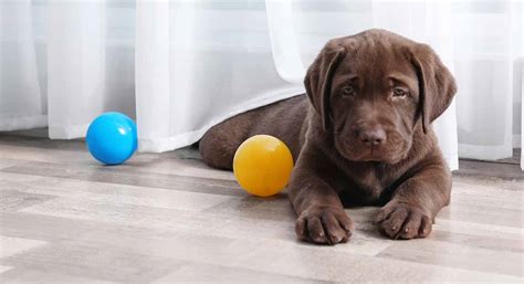 How To Get A Dog To Play Fetch - An Expert's Guide