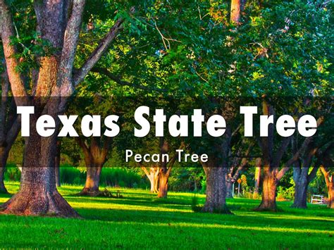 State Tree Of Texas - Clashing Pride