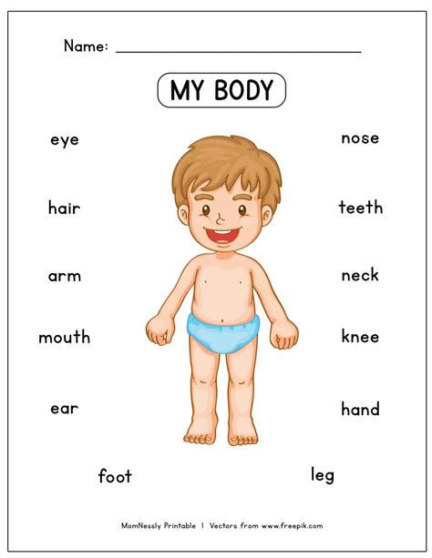 Free Body Parts Worksheet | Body parts preschool, Body parts for kids, Body preschool