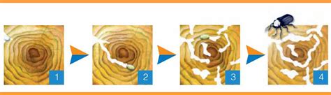 What is Woodworm? | Expert Guide | Peter Cox