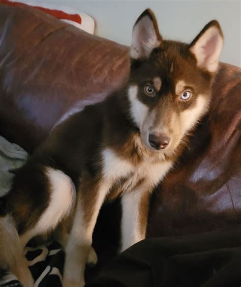 Dog for Adoption - Balto, a Siberian Husky in Johnston County, NC | Alpha Paw