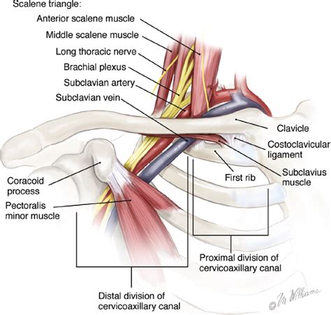 1st rib mobilization (video) — EBM Fitness Solutions