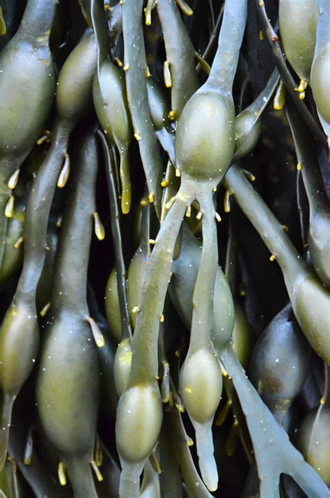 Seaweed.ie :: Information on marine algae