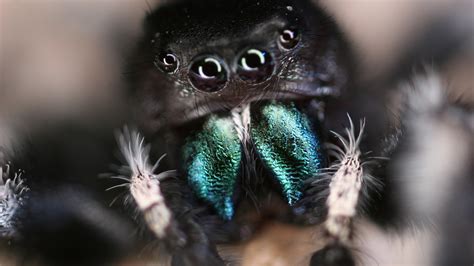 This Halloween, Consider the Unappreciated Beauty of Spiders - The New ...