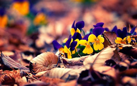 Fall Flowers Wallpapers - Wallpaper Cave