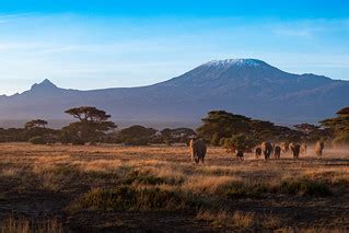 Elephants at sunrise in front of Kilimanjaro | Amboseli Nati… | Flickr