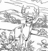 Deer Hunting Coloring Page sketch template