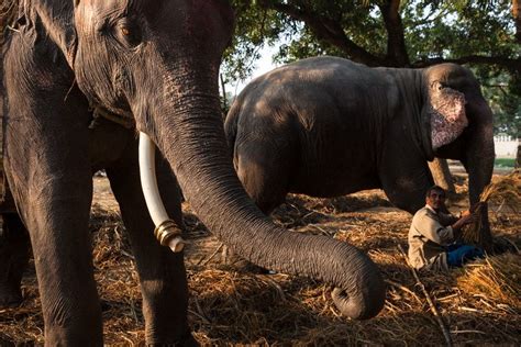 Elephants, Sonepur mela | Elephant, Sonepur, Ganges