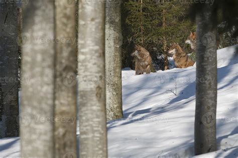 Grey wolf on the snow background 20177737 Stock Photo at Vecteezy