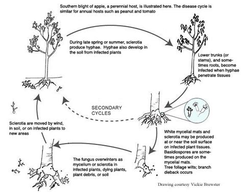 Sclerotium rolsfii - Domenico Citterio & C.