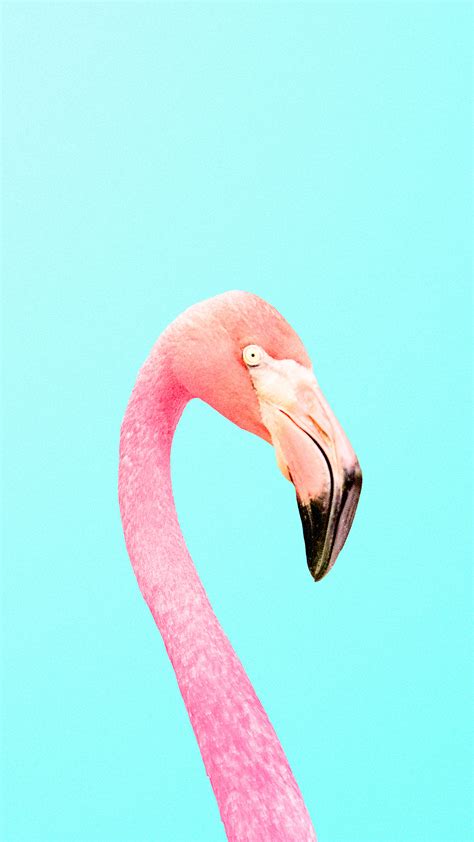 Flamingo Wallpaper Hd Iphone - Gudang Gambar