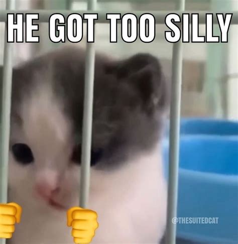 Silly creature – Funny Cat Memes in 2023 | Silly cats, Silly cats pictures, Funny cat memes