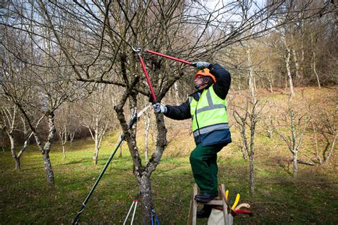 pruning plum trees in spring - Tommye Witherspoon