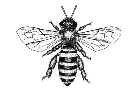 Bee Scientific Drawing at GetDrawings | Free download