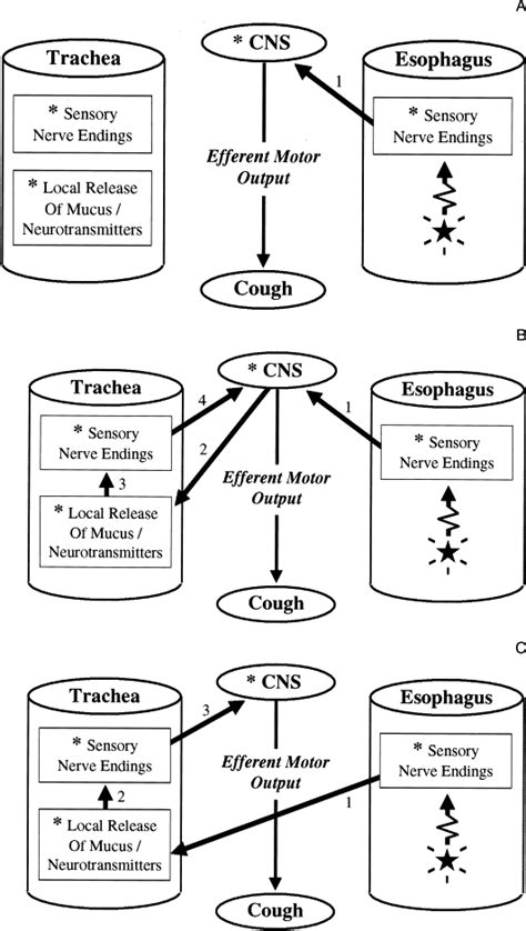 Cough Reflex Pathway