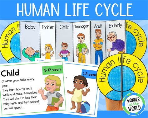 Human Life Cycle Foldable Sequencing Activity for Kids Printable US Letter and A4 Size Stages of ...