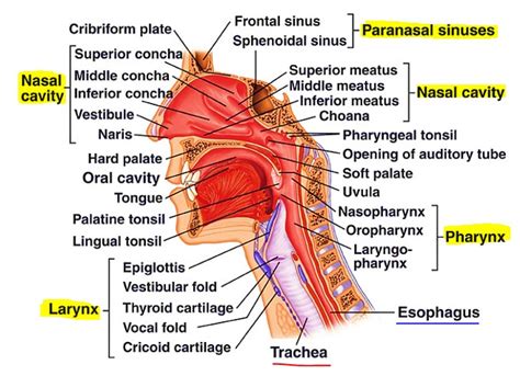 Diagram Of Upper Respiratory System