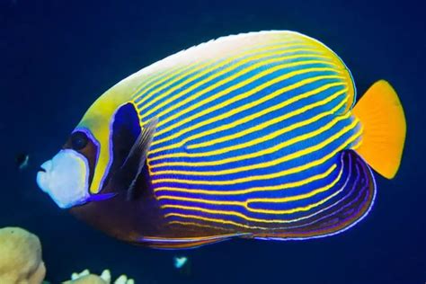 Fish Spotlight- The Emperor Angelfish – We Talk, Grow, and Dream Corals