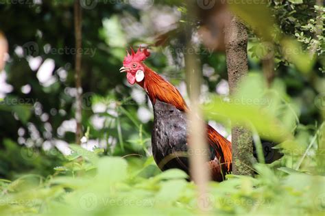 Red Jungle Fowl 12798794 Stock Photo at Vecteezy