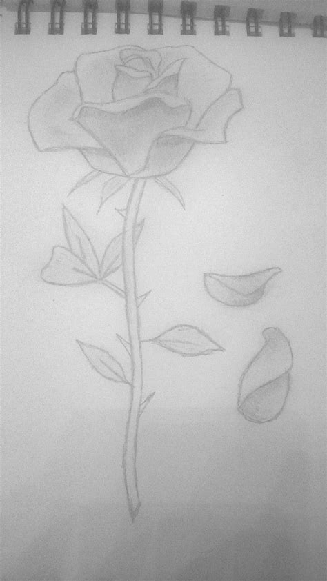 rose petals falling | Rose petals falling, Rose drawing, Flower art drawing