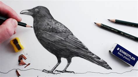 How to Draw a Crow: Realistic Pencil Drawing for Beginners - YouTube