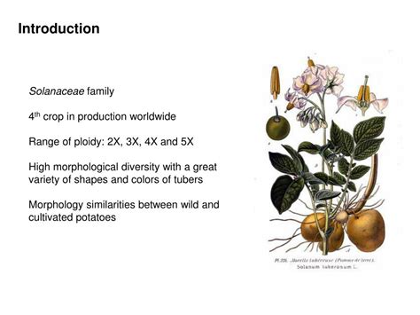 PPT - Potato domestication PowerPoint Presentation, free download - ID ...