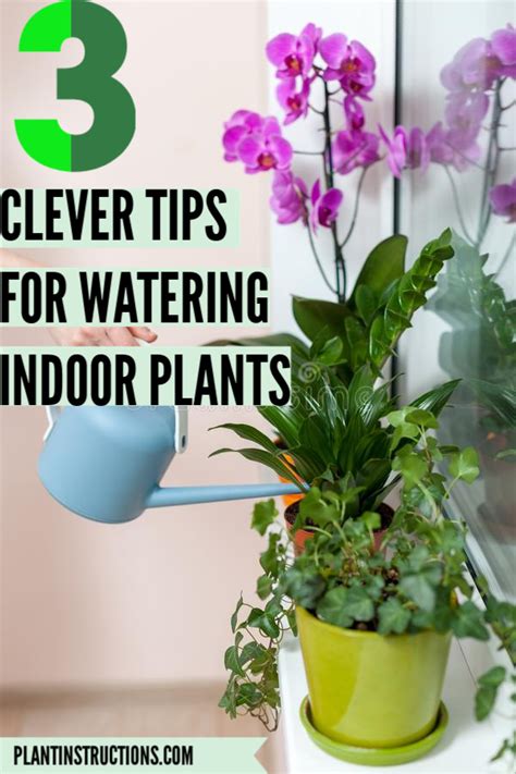 Tips for Watering Indoor Plants - Plant Instructions