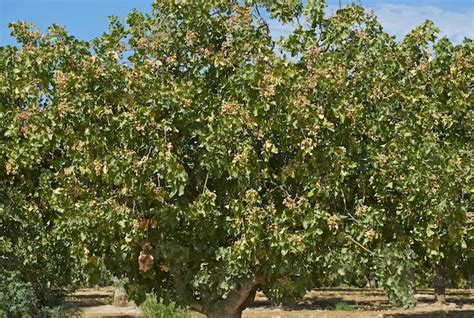 Premium Photo | Pistachio trees