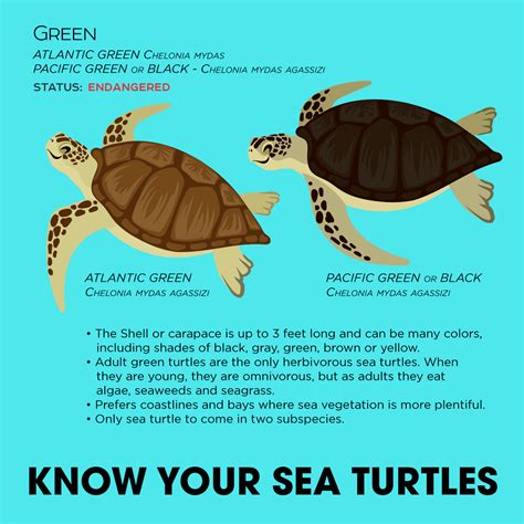 There are two types of green turtles, the Atlantic green turtle and the Eastern Pacific green ...