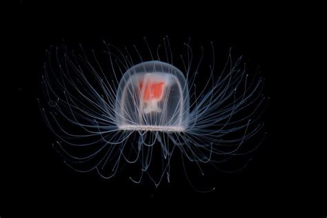 Turritopsis dohrnii - Alchetron, The Free Social Encyclopedia