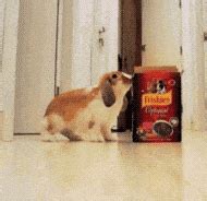 The 33 Most Important Bunny GIFs On The Internet | Jaulas para hamster, Jaula para conejos ...