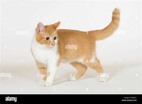 10 month old kitten pet cat domestic golden tabby Stock Photo - Alamy