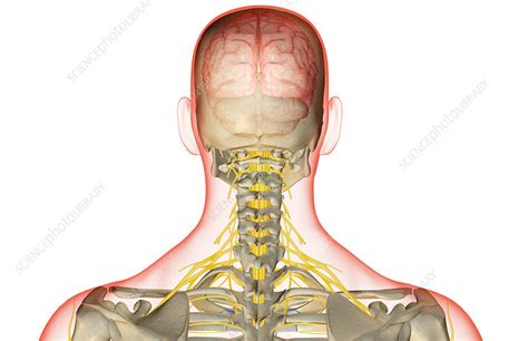 The nerve supply of the head and neck - Stock Image - F001/4235 ...