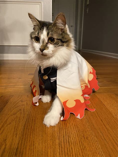 How does my cat’s Rengoku cosplay look? : r/DemonSlayerAnime