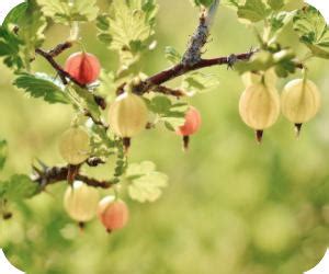 Gooseberry Benefits