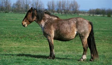 11 Stunning French Horse Breeds - Helpful Horse Hints