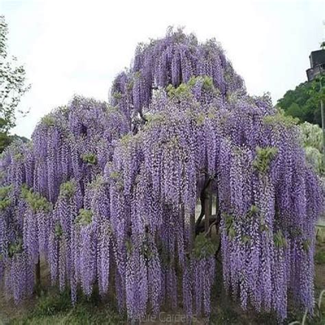 10PCS Floribunda Chinese Wisteria Tree Vine Seeds Flower Autumn Seed ...