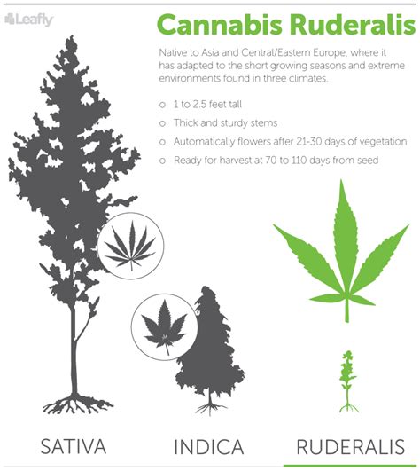 What Is Cannabis Ruderalis? - Stoner Things