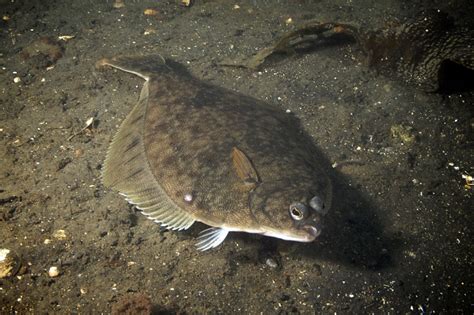 Flatfish | Animal Planet's The Most Extreme Wiki | Fandom