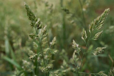 Weed grasses in your lawn: how to identify & get rid of them? | MOOWY