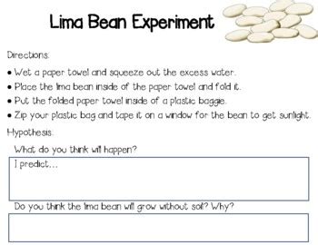 Lima Bean Experiment by Battistoni Classroom | TPT