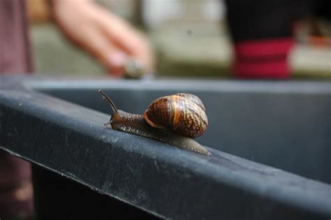 Snail race | nvainio | Flickr