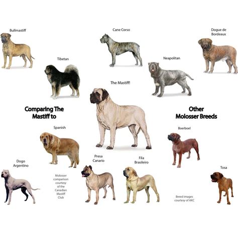 Molosser Comparison sq | Mastiff breeds, Bull mastiff dogs, Mastiff dogs