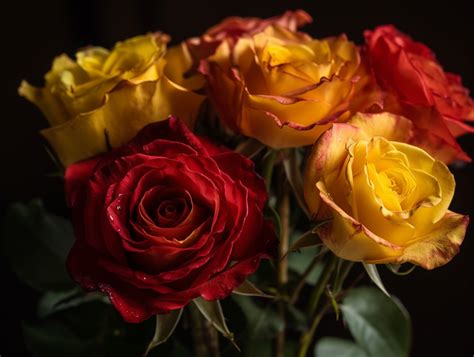Yellow and Red Roses Meaning & Symbolism