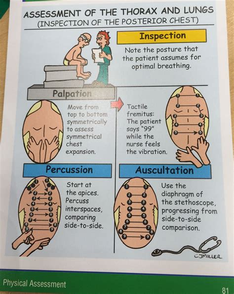 Assessment of the thorax and lungs | Nurse, Health assessment nursing, Nursing assessment