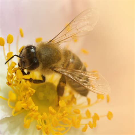 The Role of Bees in Pollination: Nature's Incredible Process